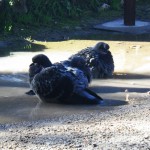 PIGEONS-II-2014-12-